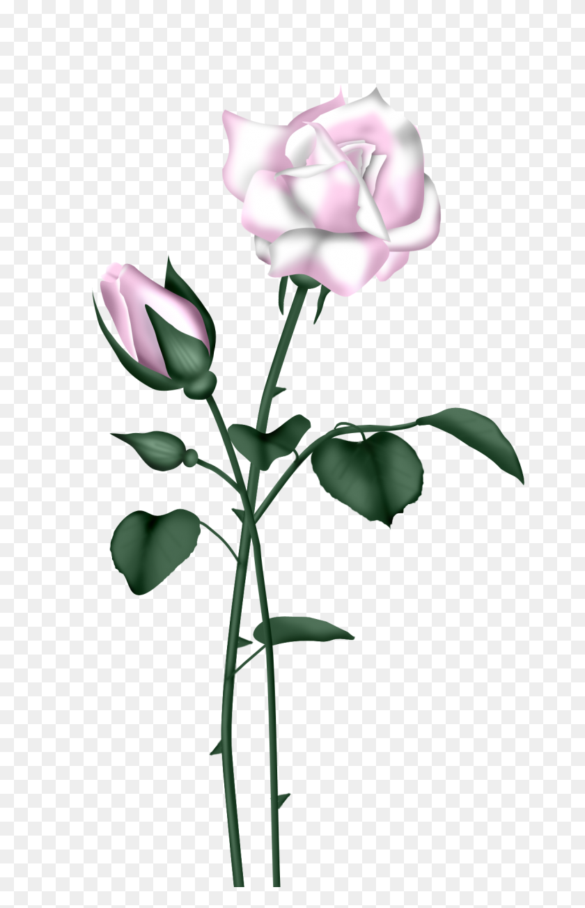 1191x1900 Orig Art Rose - Peony Clipart