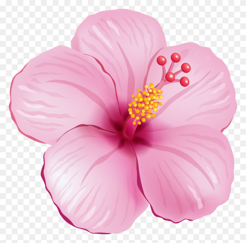 1024x1012 Orig Clip Flowers - Hibiscus Flower PNG