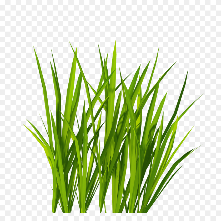 1024x1024 Ornamental Grass Clip Art - Tall Grass Clipart