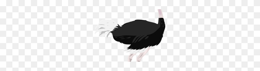 228x171 Ostrich Png Hd Png Images Vector Free - Ostrich PNG