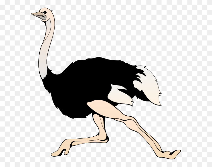 594x600 Ostrich Png Transparent Images - Ostrich PNG