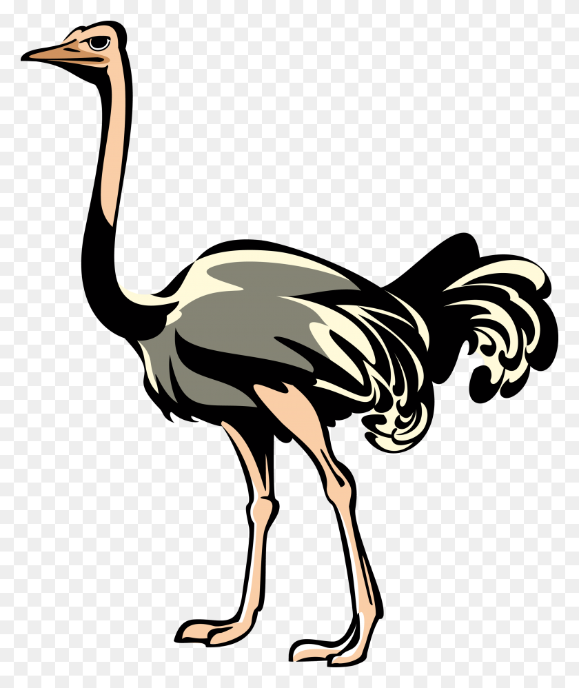 3000x3611 Ostrich Png Transparent Images - Exposed PNG
