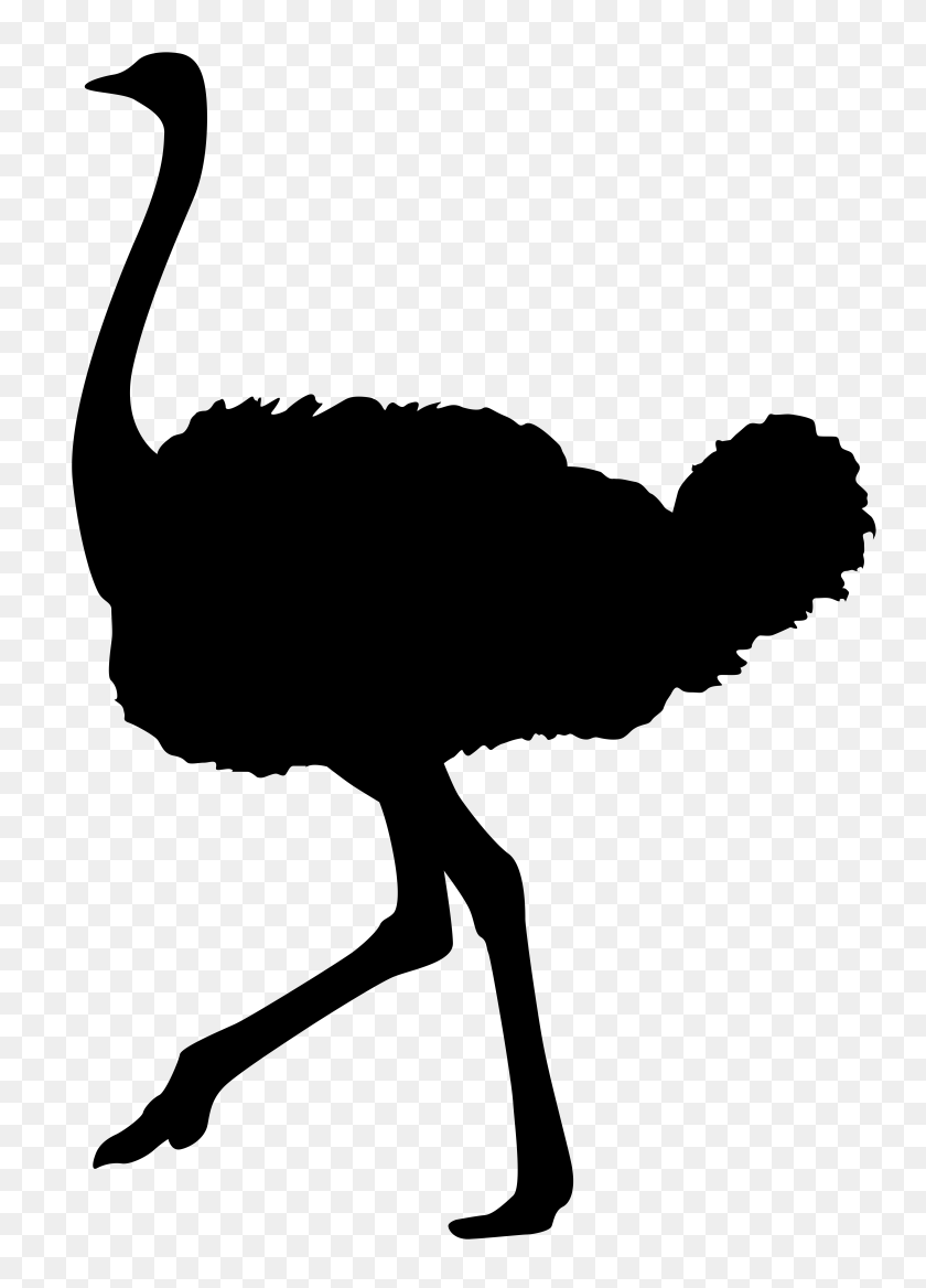 5629x8000 Ostriches Art Images, Clip - Ostrich Clipart