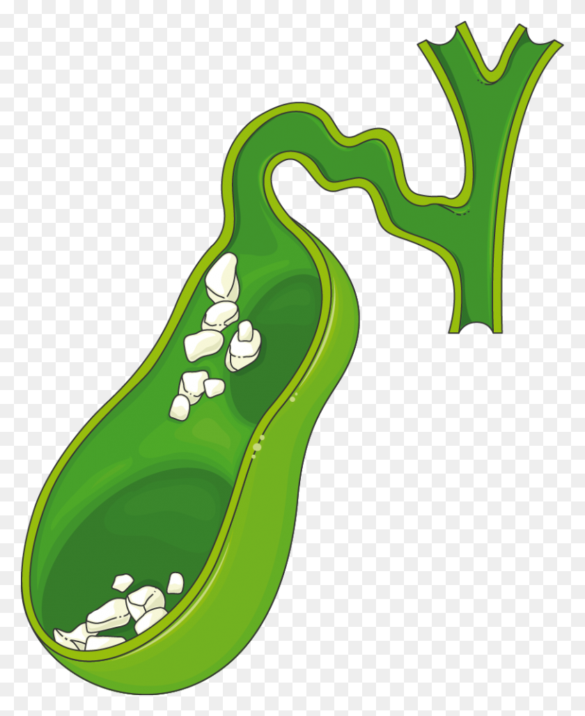 811x1007 Other Archives - Gallbladder Clipart