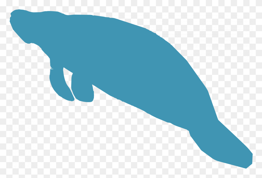 1900x1246 Our Curriculum - Manatee PNG