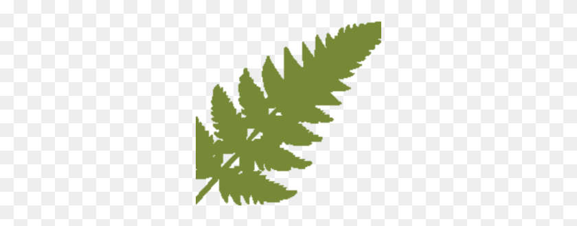 270x270 Our History Fernbrook Family Center - Fern PNG