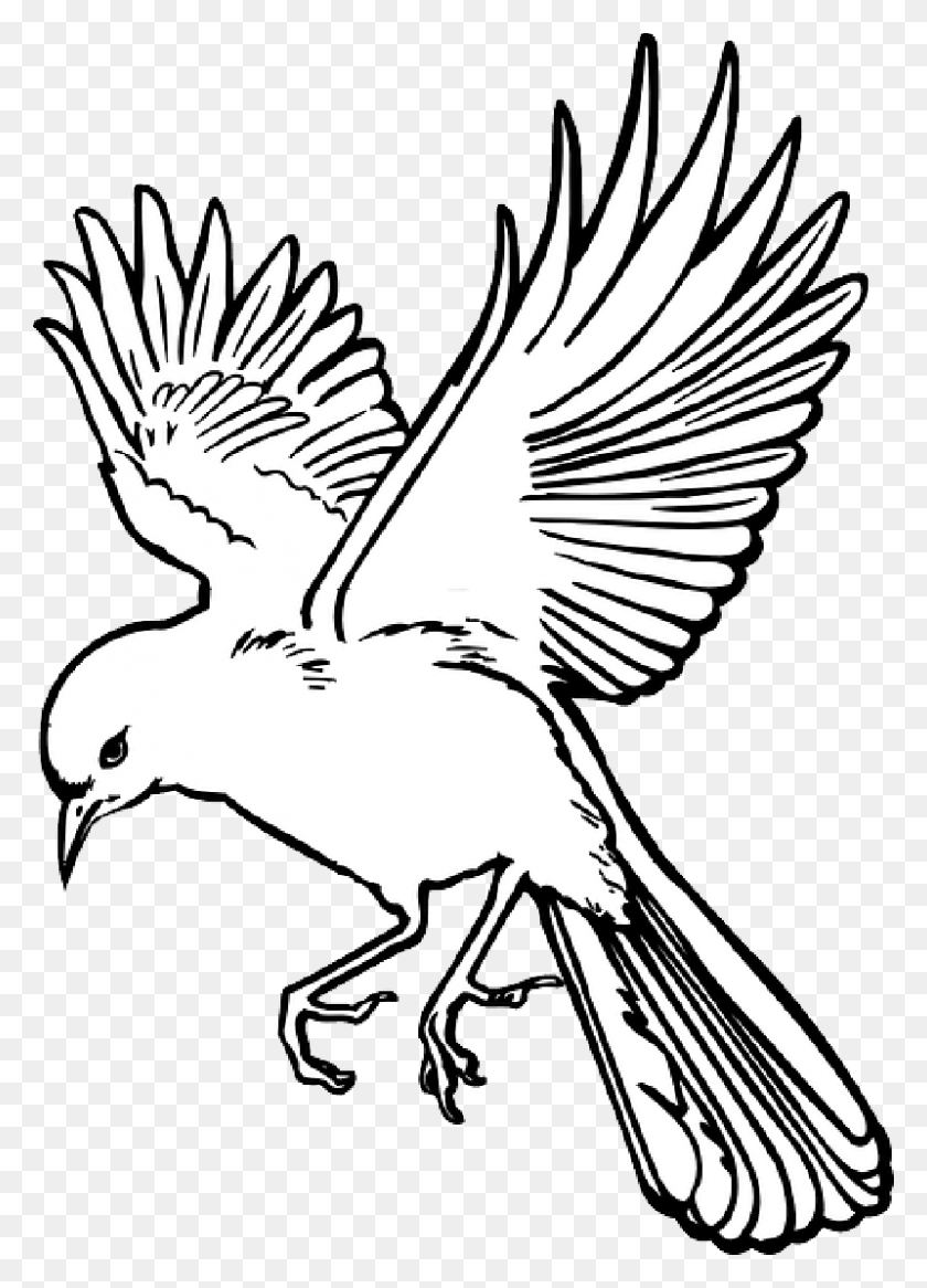 800x1135 Esquema De Dibujo De Alas De Pájaro De Arte - Alas De Pájaro Png