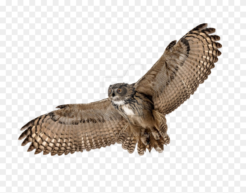900x695 Owl Png Images Transparent Free Download - Owl PNG
