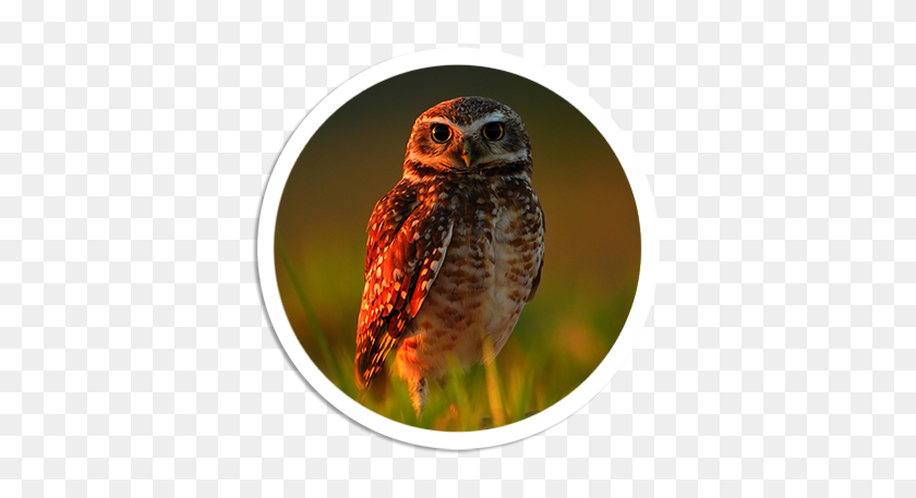 400x397 Owl Png Transparent Free Images Png Only - Backwards Hat PNG