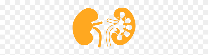 256x163 Oxford Kidney Unit - Kidney PNG