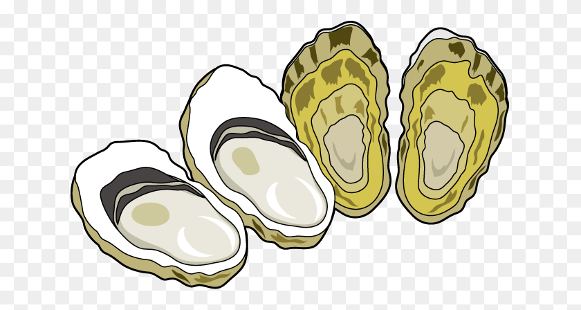 635x388 Oyster Clip Art Free - Seashell Clipart PNG