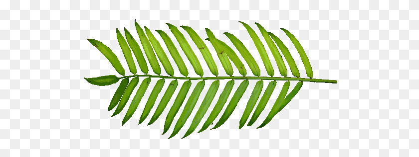 512x256 P, Wide, Kbytes, The Texture Of The Foliage - Palm Tree Leaves PNG
