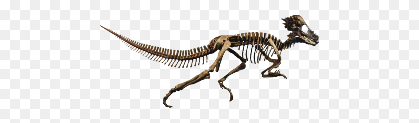 440x188 Pachycephalosauria - Dinosaur Bones PNG