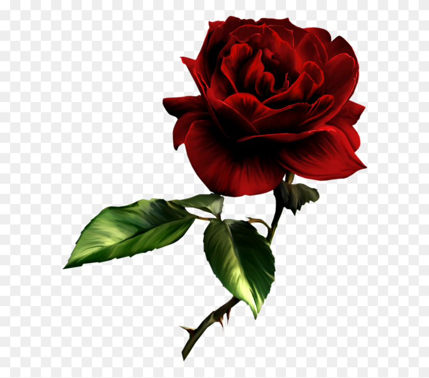 600x681 Painted Red Rose - Vintage Flower PNG