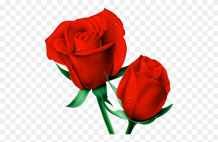 494x488 Раскрашенные Розы Клипарты - Акварельные Розы Png