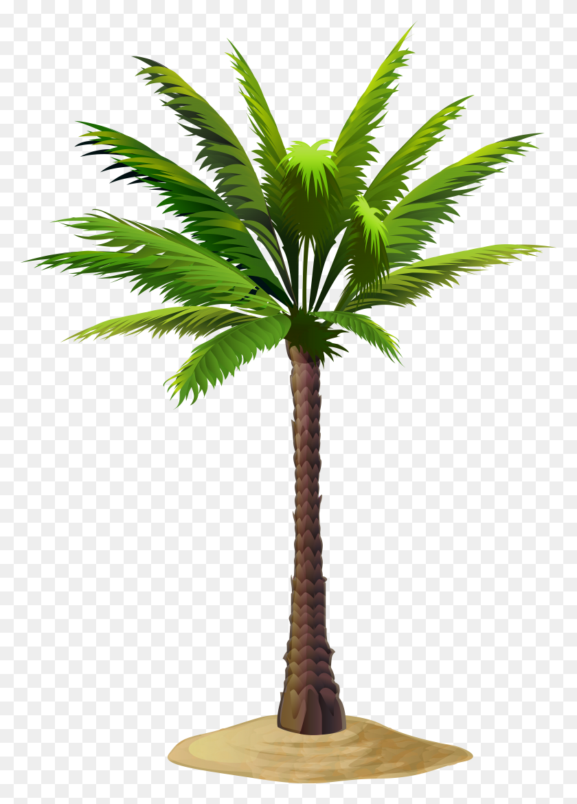 4919x7000 Palm Free Png Clip Art - Tree Trunk PNG