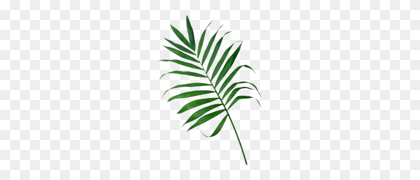207x300 Palm Frond Clipart Free Clipart - Palm Fronds PNG