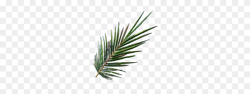 256x256 Palm Frond Stranded Deep Wiki Fandom Powered - Palm Frond PNG