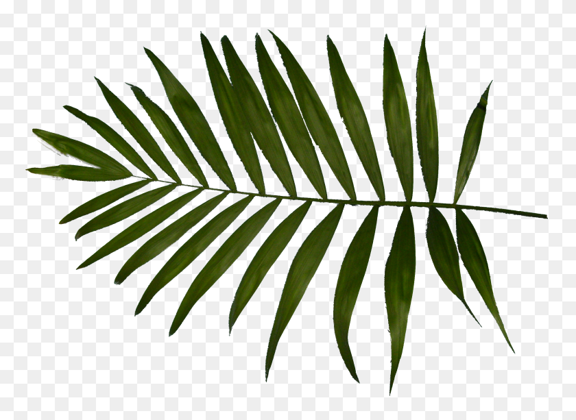 2516x1784 Пальмовый Лист - Пальмовые Листья Клипарт