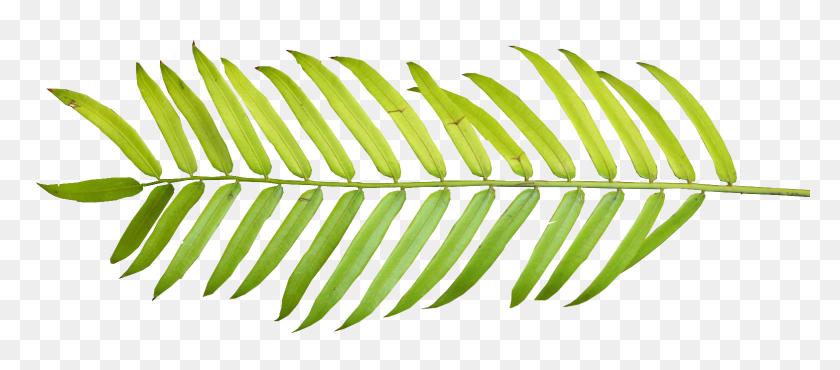 1566x624 Palm Leaf Clipart - Coconut Tree PNG
