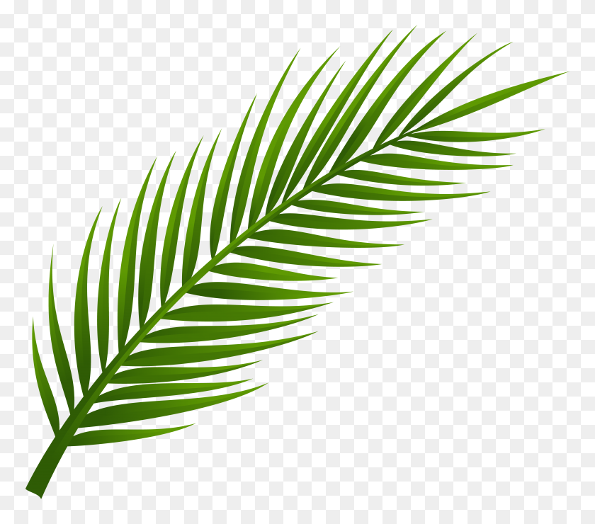 8000x6983 Palm Leaf Clipart - Leaf Outline Clipart