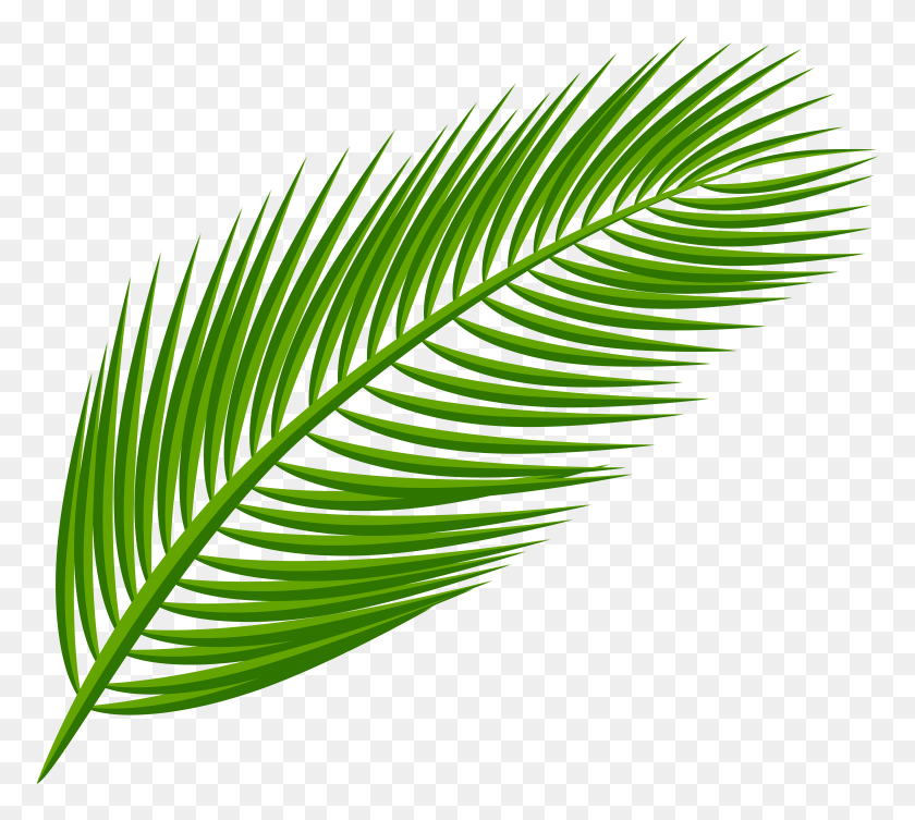 8000x7115 Palm Leaf Transparent Clip Art - Palm Tree Leaf PNG