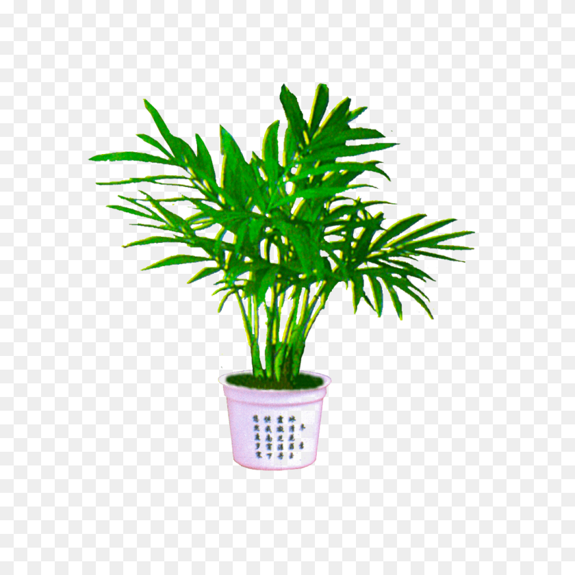 1056x1056 Palm Plant Png Download Png - Shrub PNG