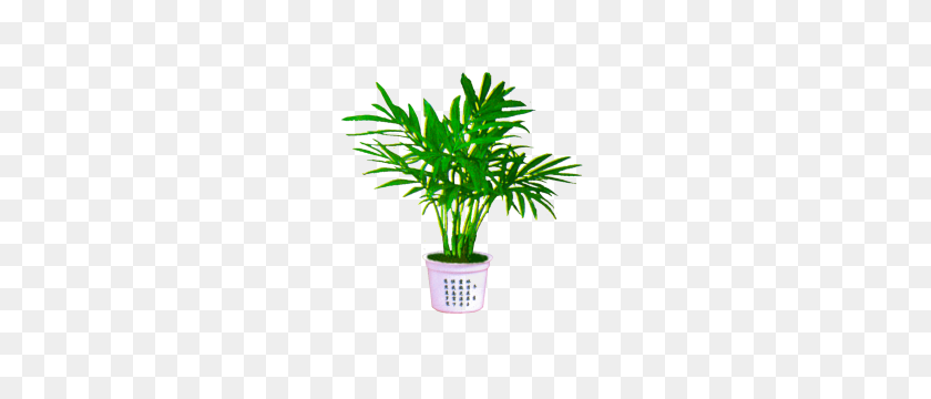 300x300 Palm Plant Png Image Transparent Background Download Png - Desert Tree PNG