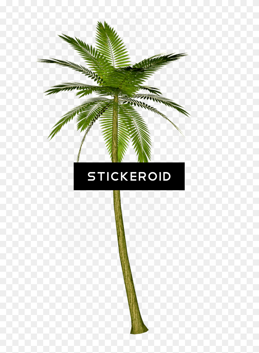 635x1083 Palm Tree - Tropical Trees PNG