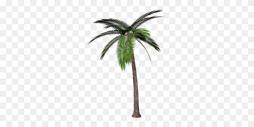 263x360 Palm Tree - Desert Tree PNG