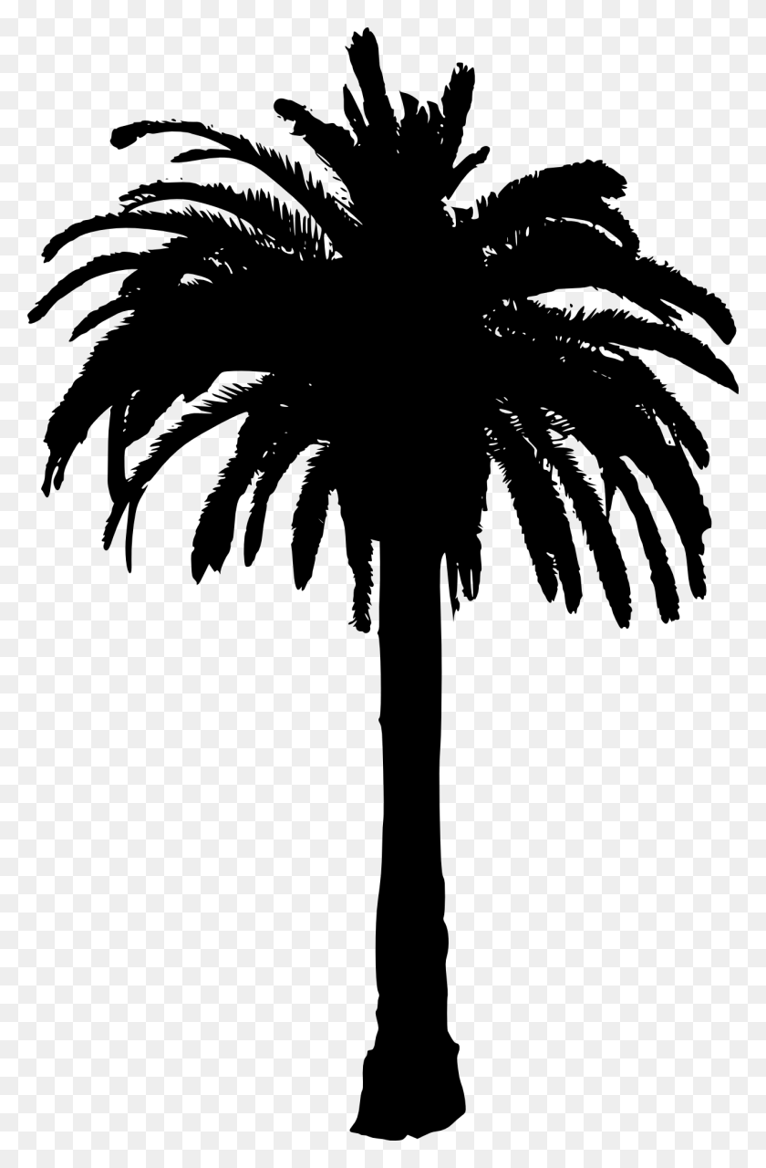 1278x2000 Palm Tree Clip Art - Tree Images Clip Art