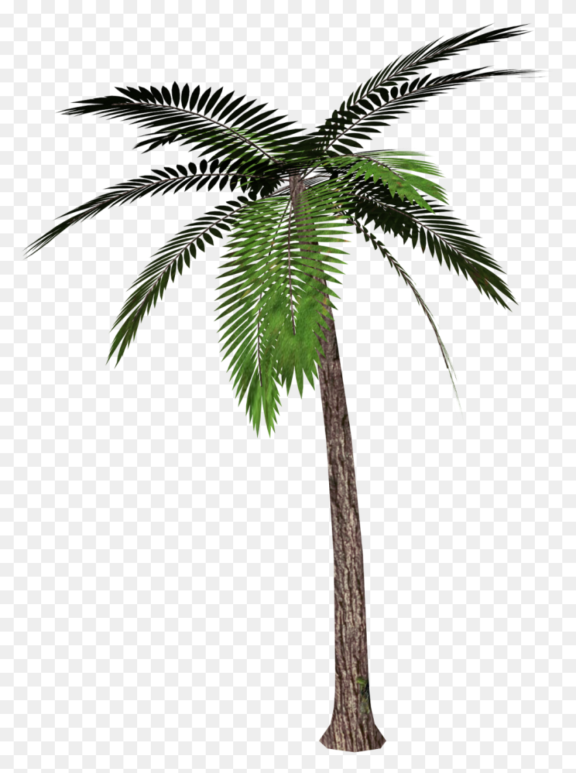 936x1280 Png Пальмовое Дерево Пальмы - Фон Неба Клипарт