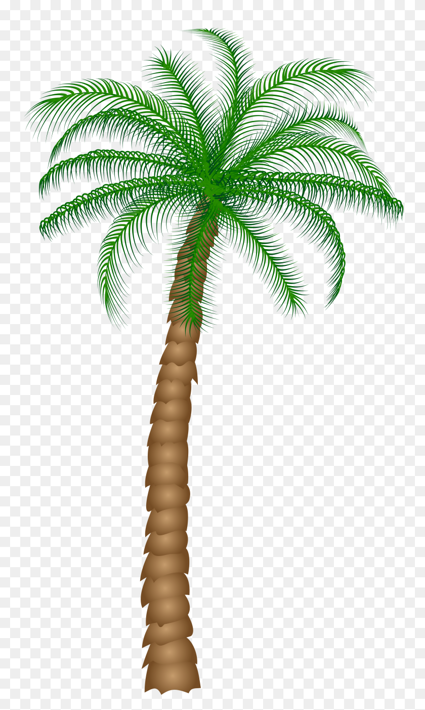 2906x5000 Palm Tree Clipart Desert - Coconut Clipart