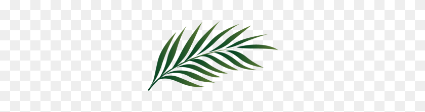 1920x400 Palm Tree Leaf Png, Palm Transparent Png Pictures - Palm Frond PNG