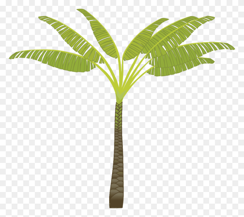 850x748 Palm Tree Png - Palm PNG