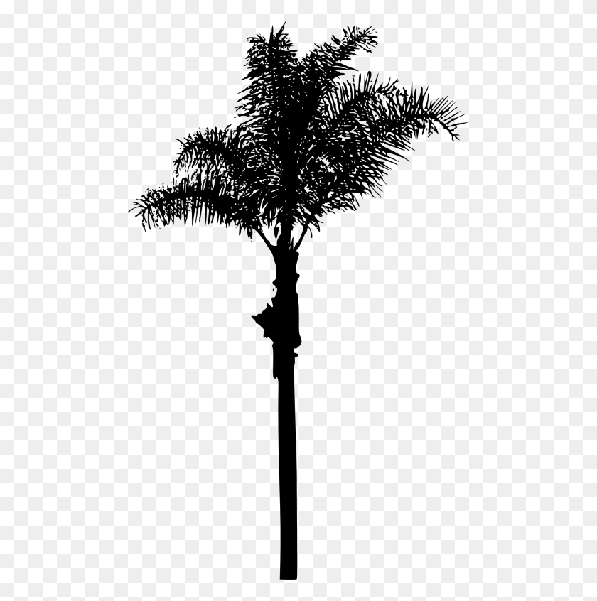 480x786 Palm Tree Png - Palm Tree PNG