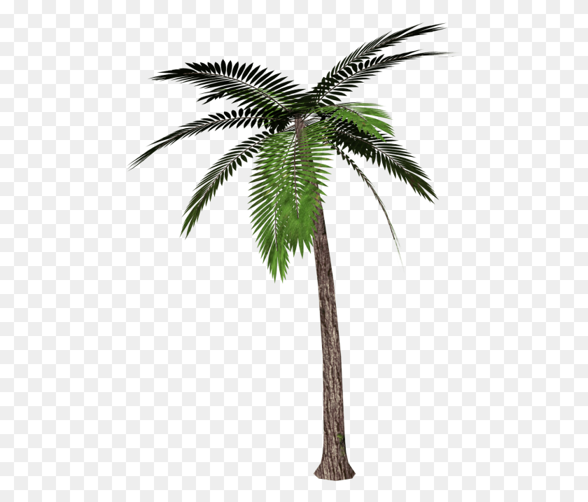 480x657 Palm Tree Png - Tree Trunk PNG