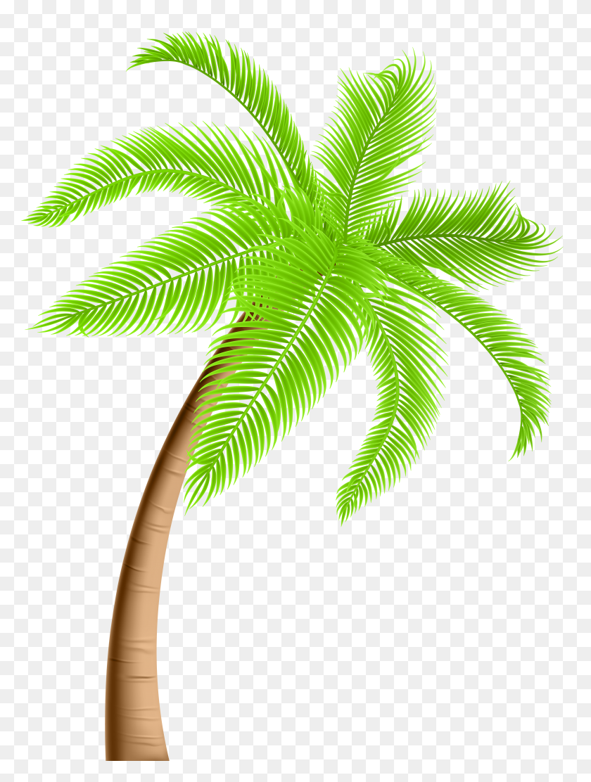 4446x6000 Palm Tree Png Clip - Palm Leaf PNG