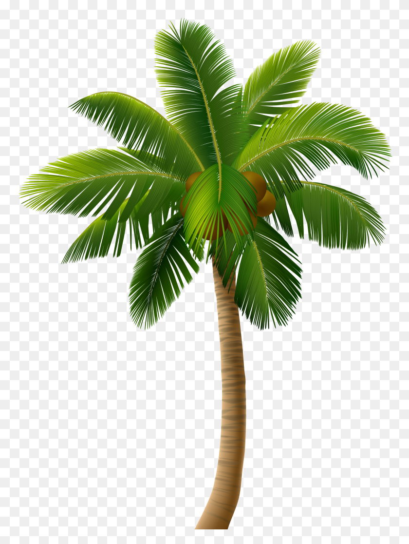 3690x5000 Palm Tree Png Clip Art - Palm Tree Clipart PNG