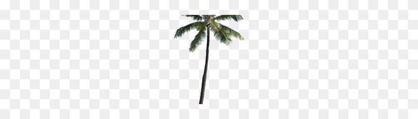 180x180 Palm Tree Png Clipart - Palm Tree PNG Transparent
