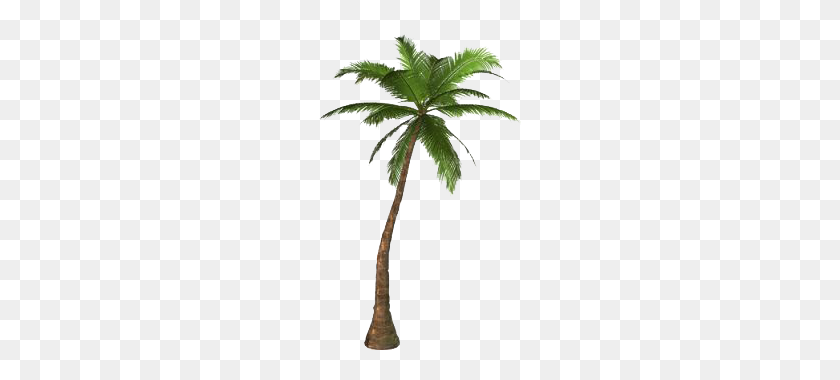 214x320 Palm Tree Png Transparent Images - Tall Tree PNG
