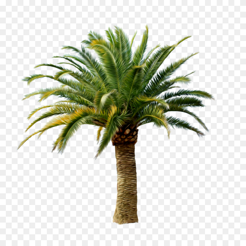 1024x1024 Palm Tree Transparent Png Pictures - Desert Tree PNG