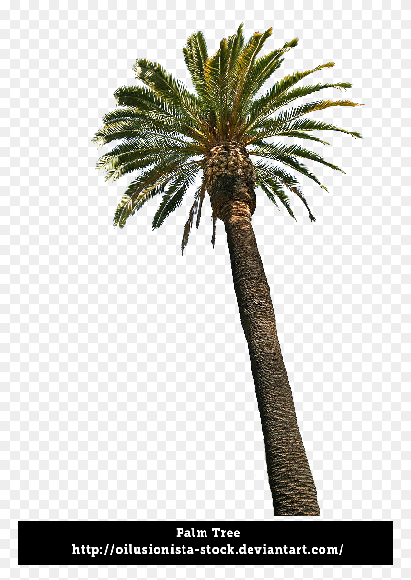 768x1124 Palm Trees Transparent Background, Palm Tree Png Images, Download - Palm Tree Leaf PNG