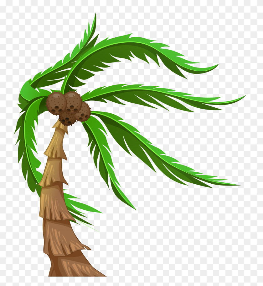 6412x7000 Palm With Coconuts Transparent Png Clip Art Gallery - Palm PNG