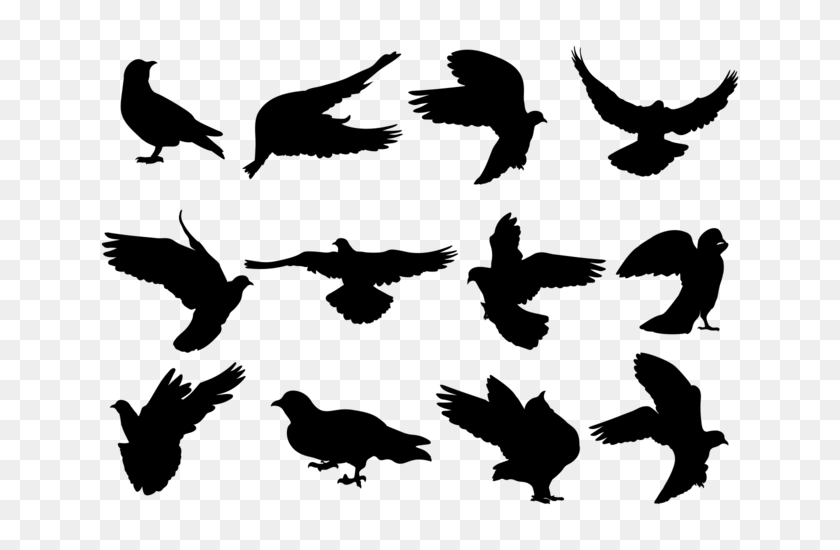 700x490 Paloma Silhouettes Vector - Feather Silhouette PNG