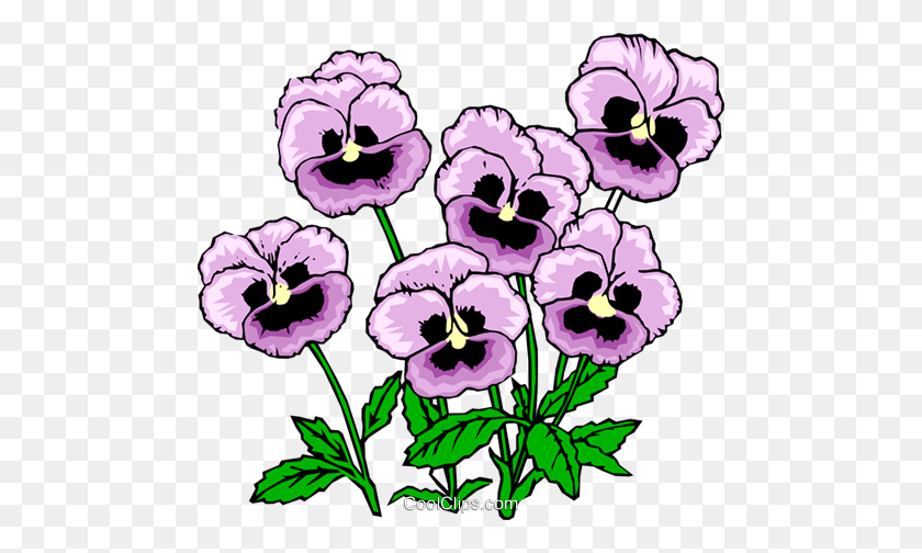 480x444 Pansies Royalty Free Vector Clipart Illustration - Pansy Clipart