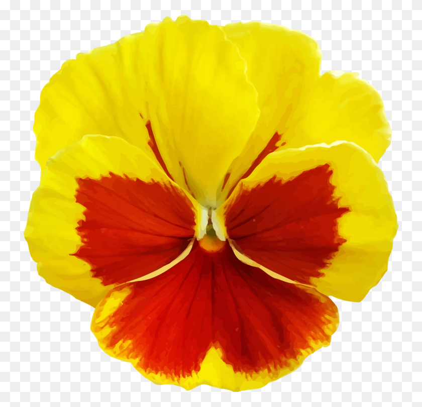 Pansy Cut Flowers California Golden Violet Common Daisy Free - Pansy Clipart