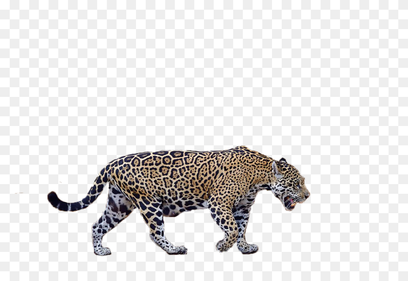 1336x891 Pantanal Jaguar Camp - Jaguar PNG