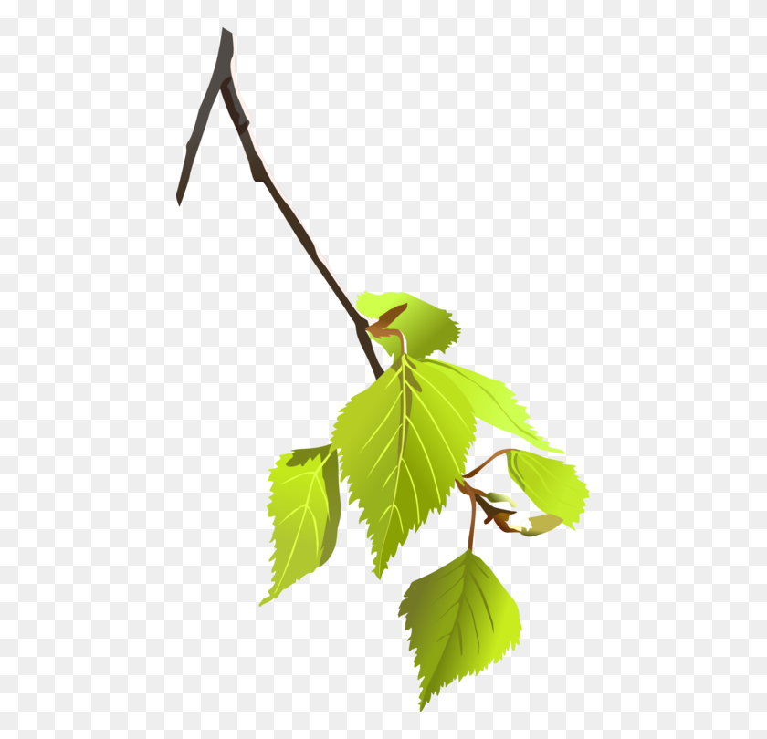 453x750 Paper Birch Leaf Tree Branch Computer Icons - Tree Branch Clipart PNG