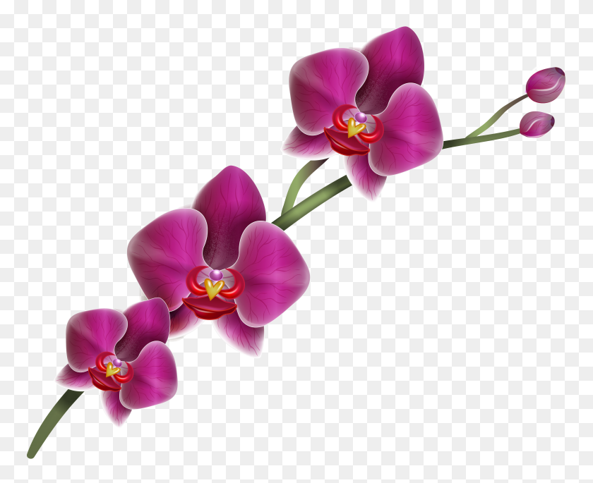 5067x4066 Орхидеи Из Бумаги, Клипарт - Орхидеи Png